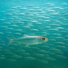 海中を泳ぐイワシの大群。光を反射しながら一体となって動く姿が、海の中の「学校」を思わせる。