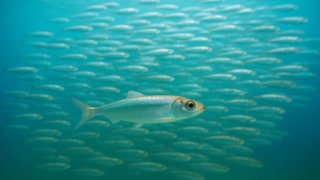 海中を泳ぐイワシの大群。光を反射しながら一体となって動く姿が、海の中の「学校」を思わせる。