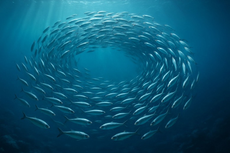 流れに合わせて渦を描く中間群のイワシたち