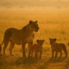 Thumbnail of new posts 074